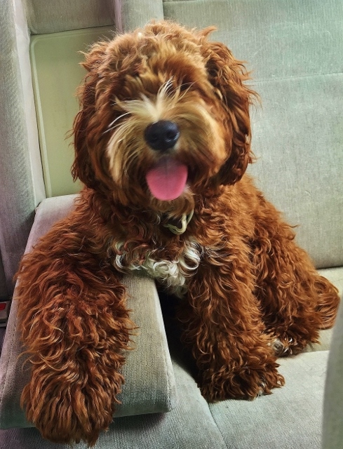 Red and white cockapoo