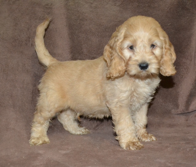 cockapoo puppies for sale in wi wisconsin cockapoo puppies for sale cockapoo puppies for sale cockapoo of excellence cockapoo puppies for sale in wi wisconsin cockapoo puppies for sale cockapoo puppies for sale cockapoo of excellence
