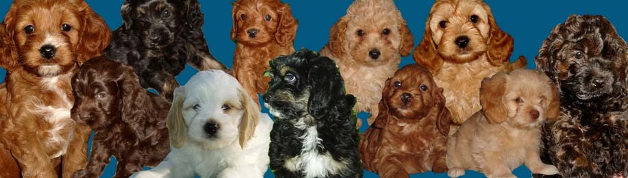 local cockapoo puppies for sale