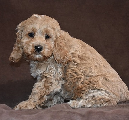 Cockapoo Puppies For Sale Cockapoo Of Excellence
