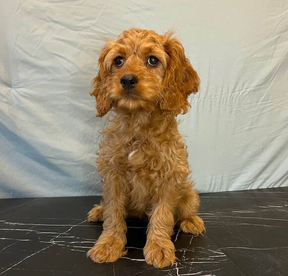 Cockapoo puppies for sale under 500 top