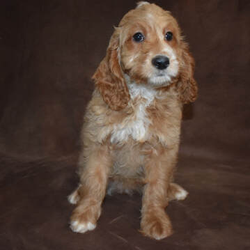 Cockapoo Puppies for Sale | Cockapoo of Excellence